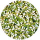 Jasmine