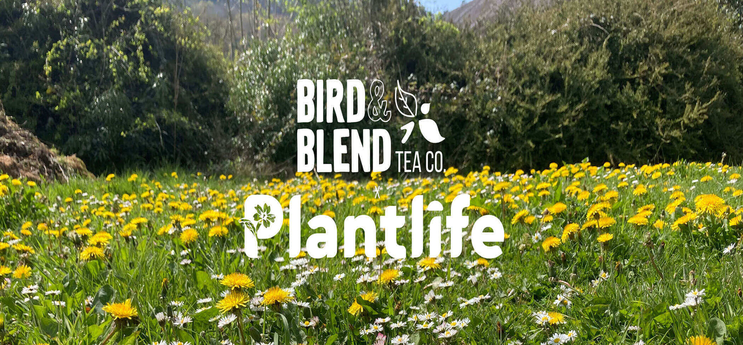 Bird & Blend Plantlife Charity trees grass daisy dandelions