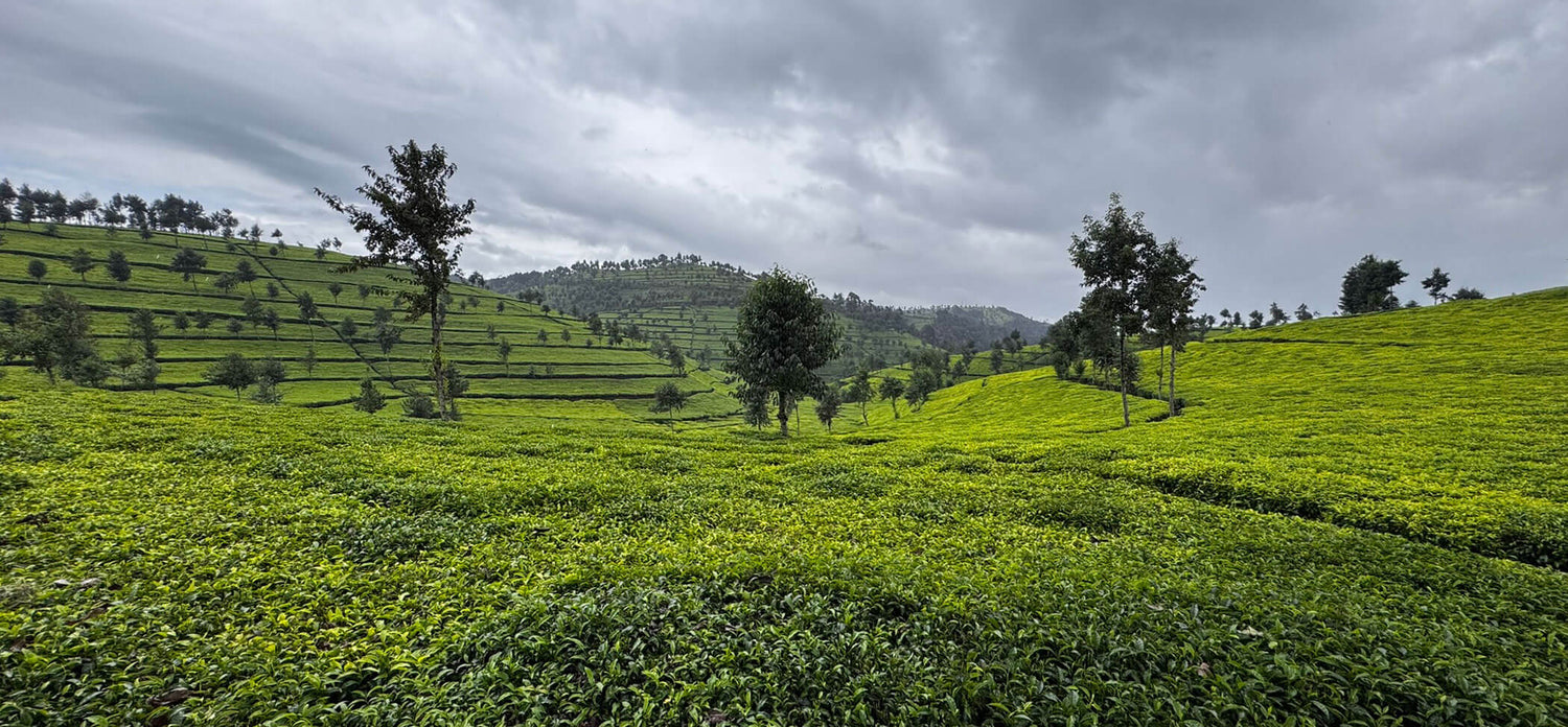 tea field full of tea leaves and plants and trees in rawanda