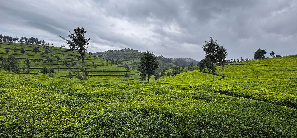 tea field full of tea leaves and plants and trees in rawanda