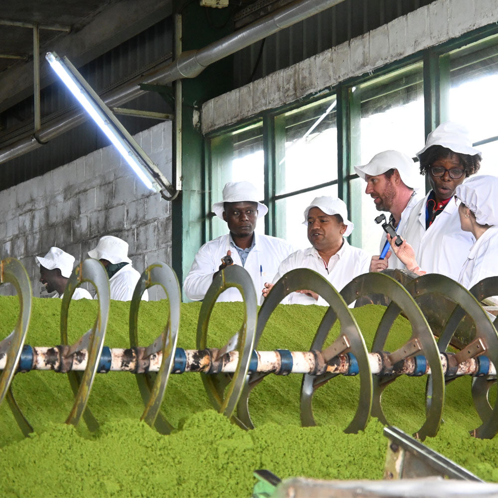 people-standing-over-a-tea-plant-of-grinded-down-green-tea-leaves