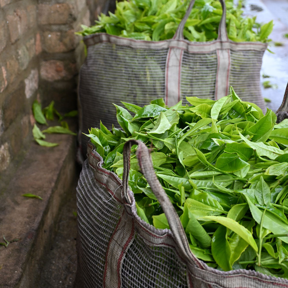 tea leafs picked in bags