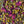 Load image into Gallery viewer, dozy girl loose leaf herbal chamomile tea
