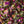 Load image into Gallery viewer, Enchanted Narnia Rose Tea
